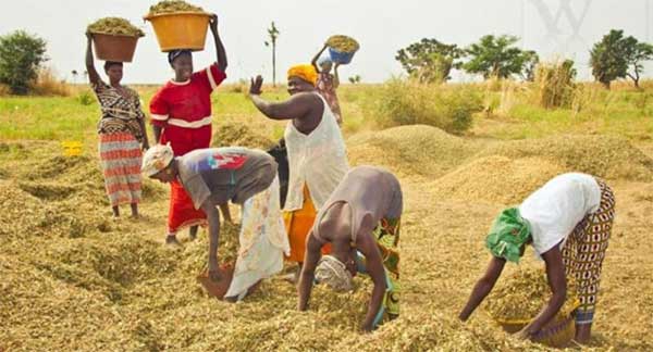 Food sovereignty in Senegal: Asi’s cry of alarm and call to action in the face of crises
