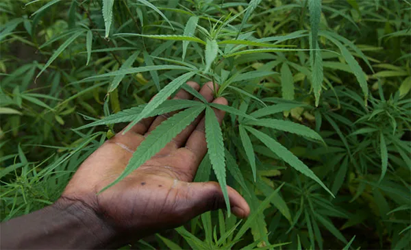 Lutte contre le trafic de drogue : 400 ha de champ de chanvre indien détruits